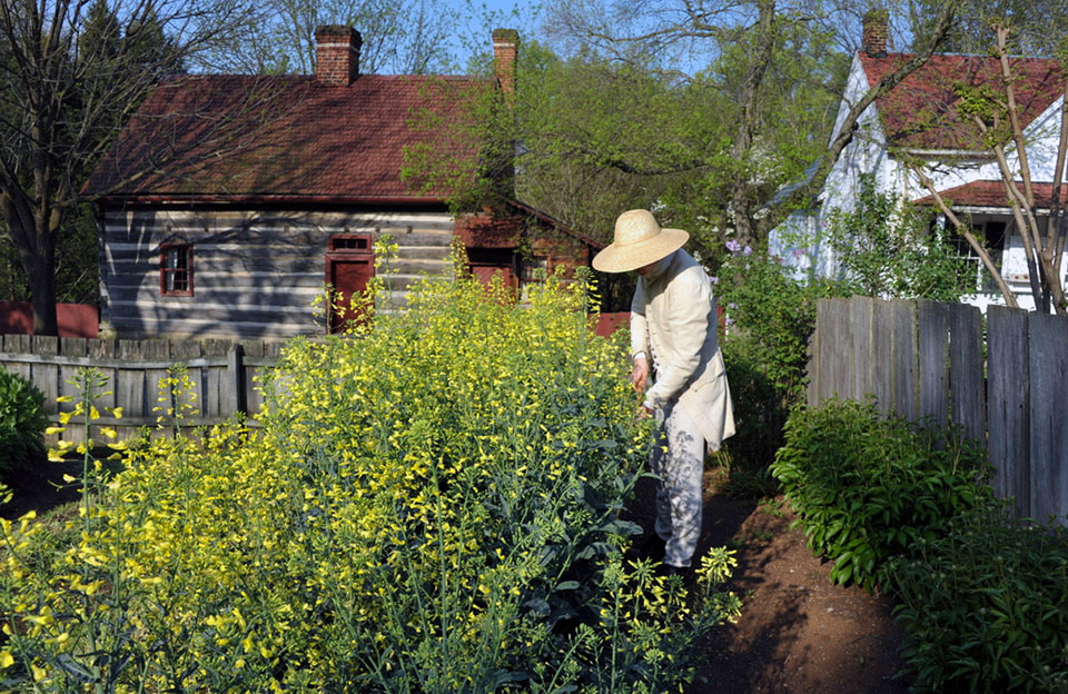 Old Salem gardens