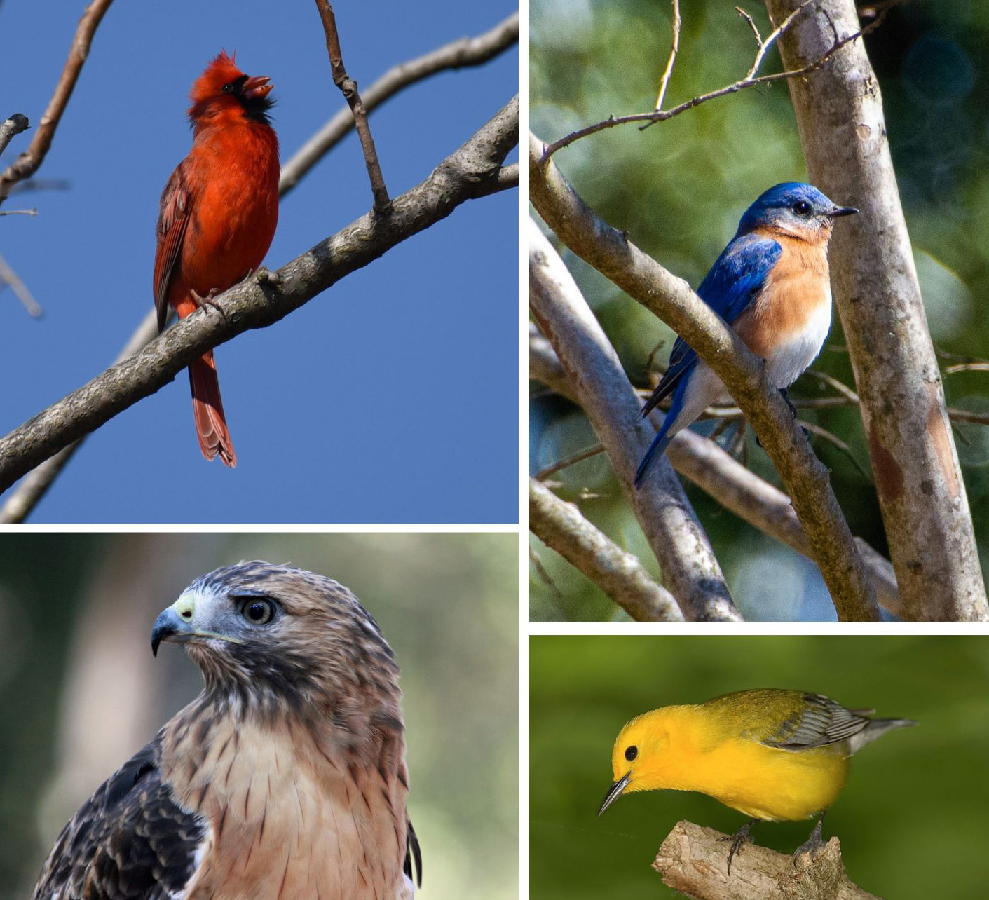 Birds found in North Carolina