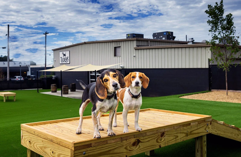 Tucker's Tap Yard