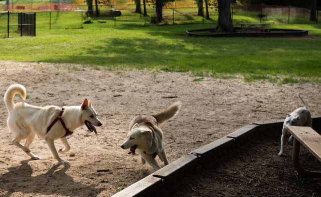 Washington Park dog park