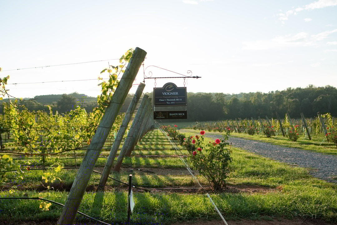 Grape vines marked by varietal at Childress Vineyards near Winston-Salem, North Carolina.