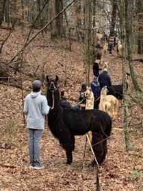A group of hikers walk with their llama partners on a guided Llama Trek at Divine Llama Vineyards near Winston-Salem, North Carolina.