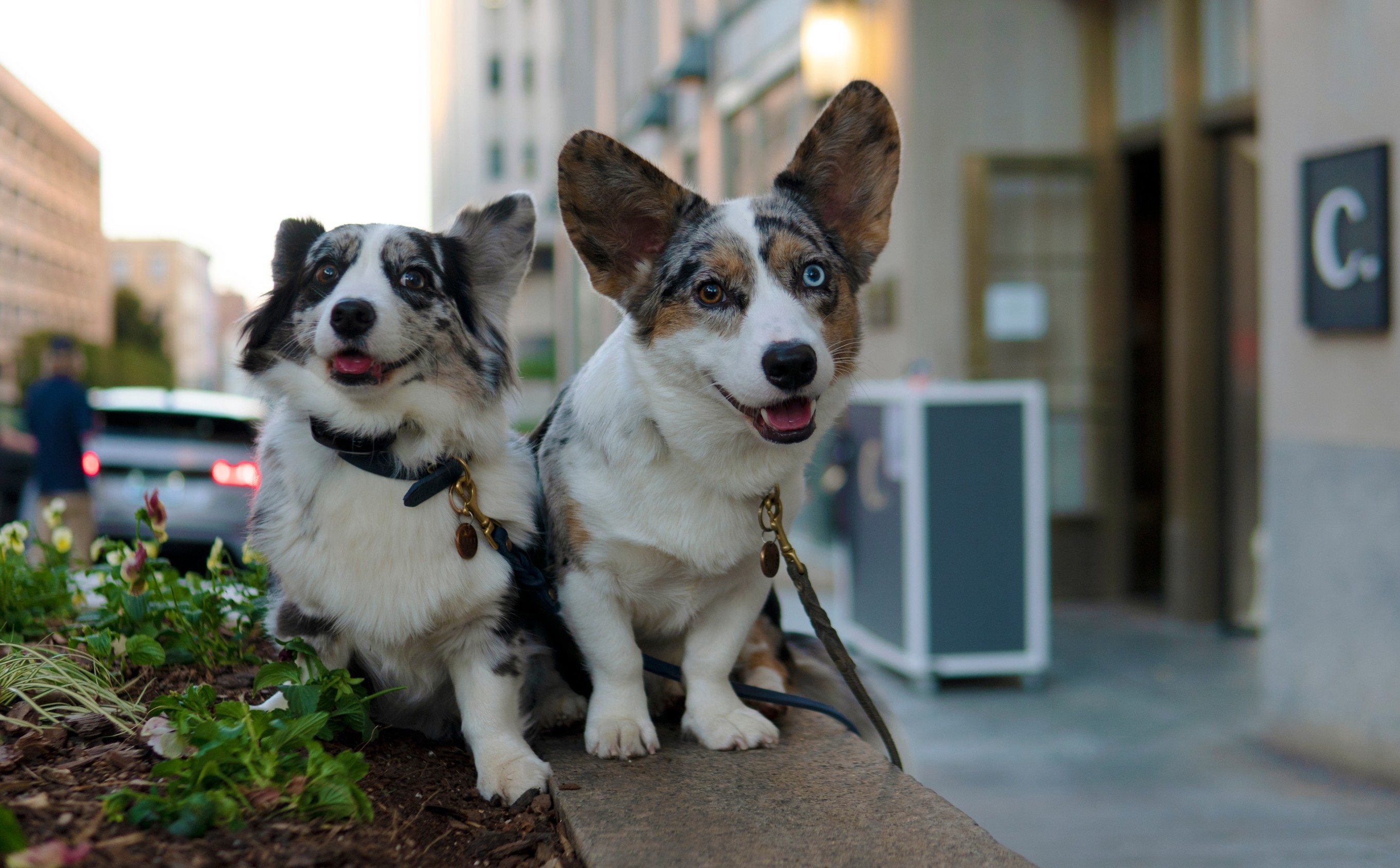 Corgis Navy and Duke pose outside Kimpton Cardinal Hotel