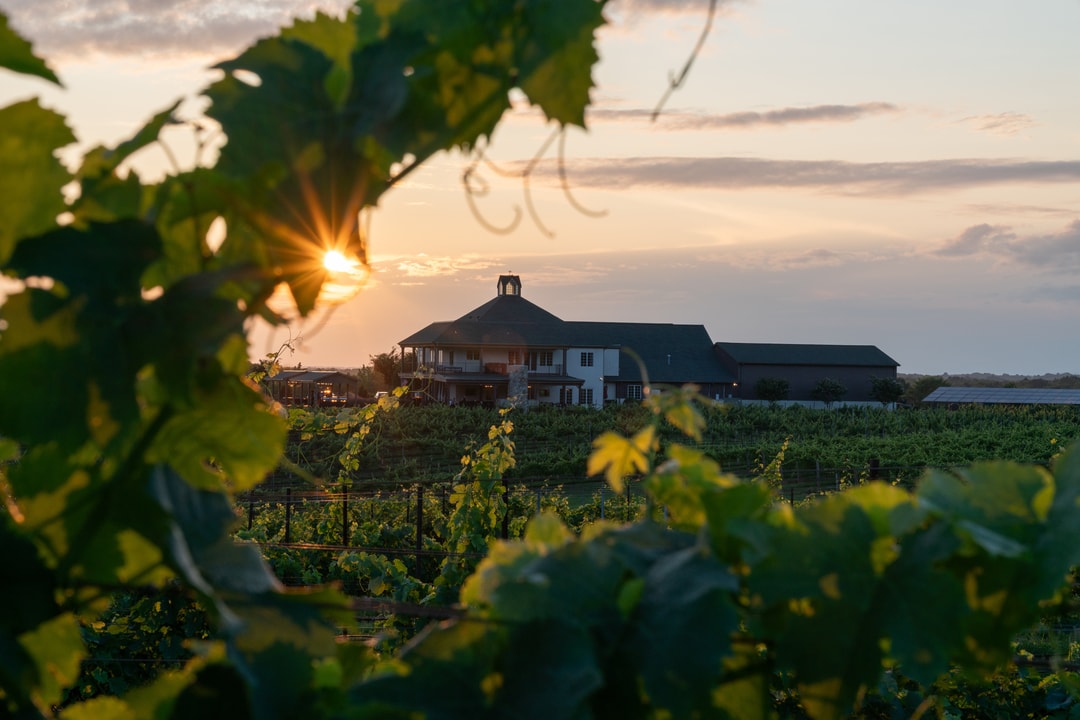 Peeking through the vines, a sunset crests over Rayson Winery & Vineyard in the Yadkin Valley Wine Region.