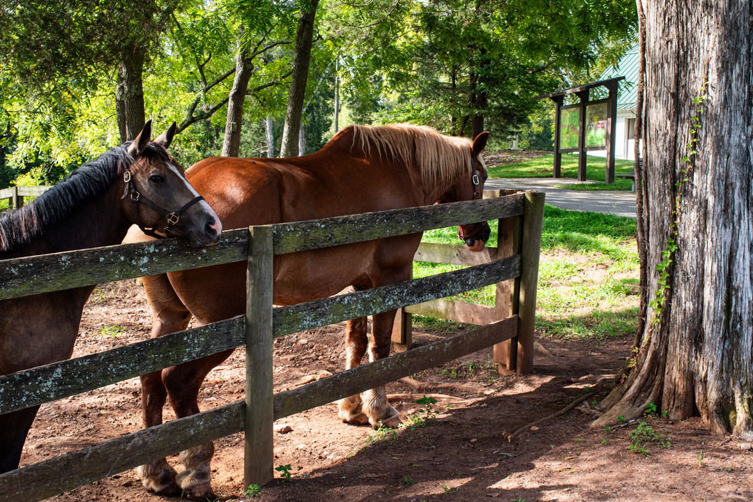 Two horses within a wooden fenced-in pasture at Tanglewood Park.