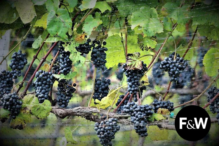 Image of JOLO Winery & Vineyards featured in Food & Wine