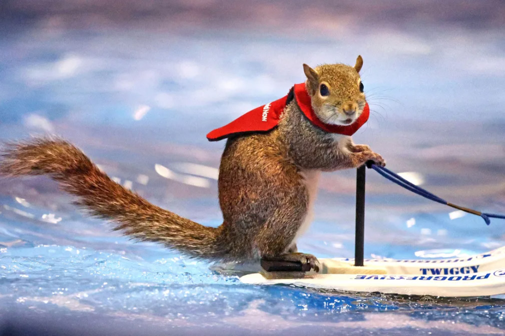 Twiggy the water-skiing squirrel