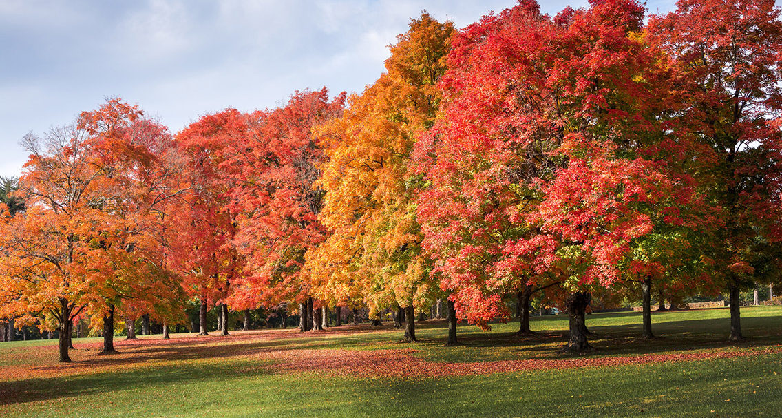 Reynolda Gardens