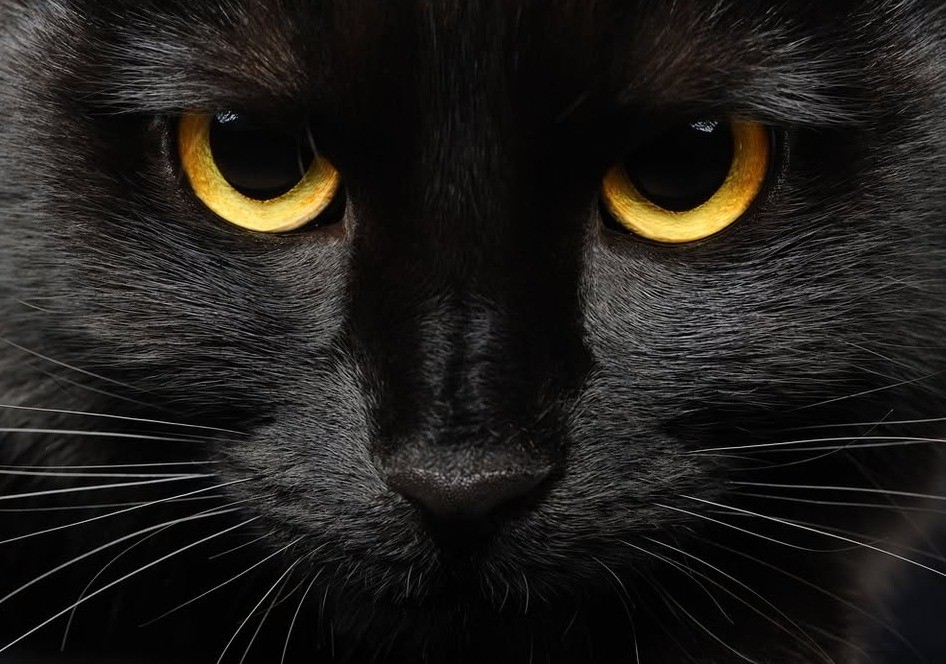 Black Cat Cabaret Live Performance! Photo