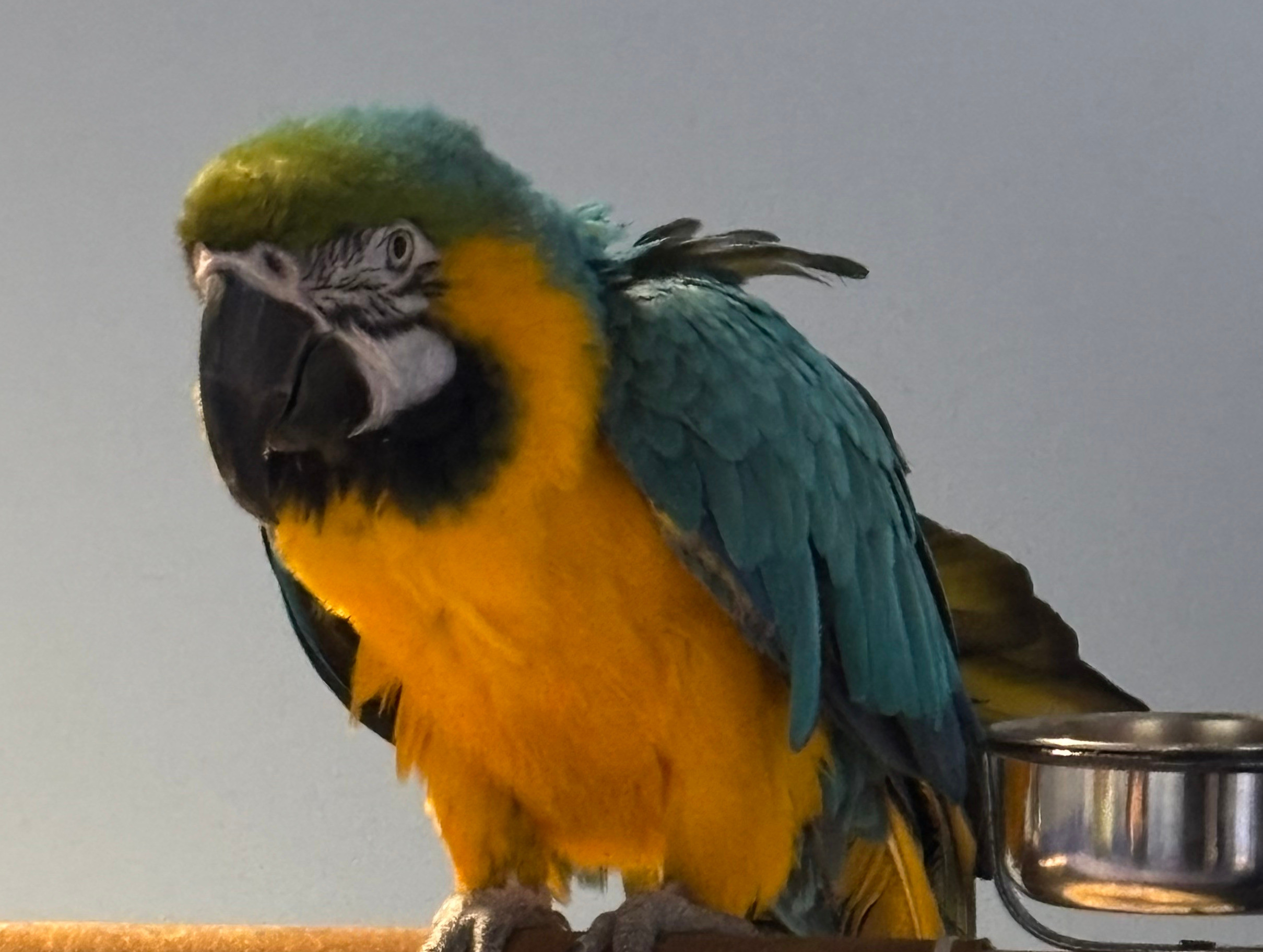 Happy 40th Birthday Huey! Photo