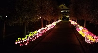 Spectacular Holiday Blooms Photo