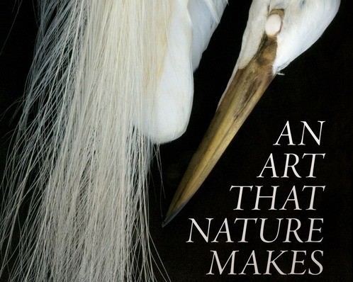 An Art That Nature Makes: The Work of Rosamond Purcell Photo