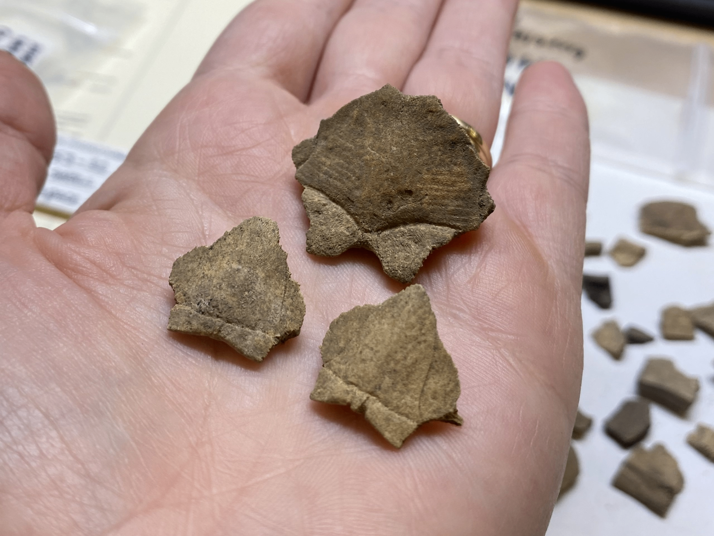 Lunch &amp; Learn: Attending Feasts, Attending Fish Photo