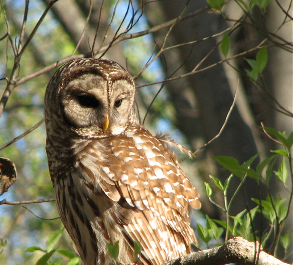 Mindful Birding at Historic Bethabara Park Photo