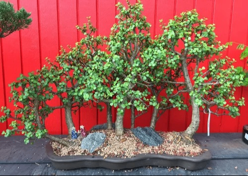 Bonsai Tree Workshop Photo