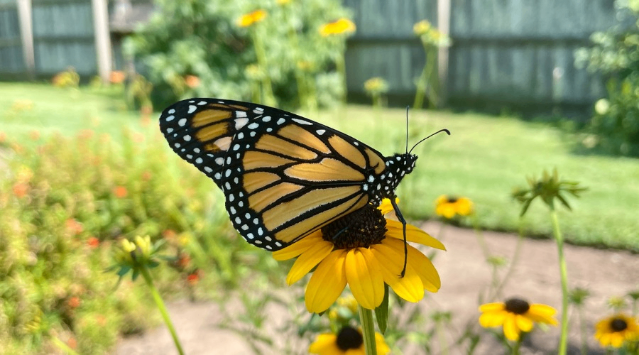 The Gardens of Old Salem: Friends of the Monarch - Milkweed! Photo
