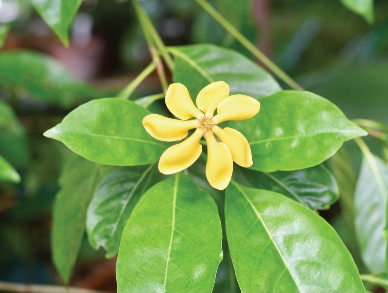 Reynolda Tuesday Gardening Locally Rooted Embracing Ecological