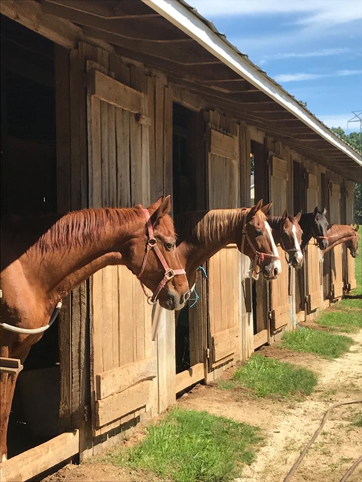 lesson barn lesson barn Photo