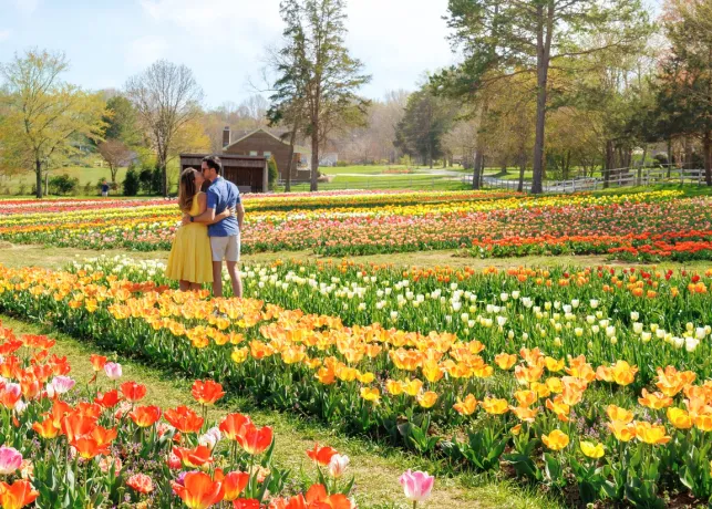 A couple kisses in a field of tulips at Dewberry Farms in Kernersville, North Carolina.