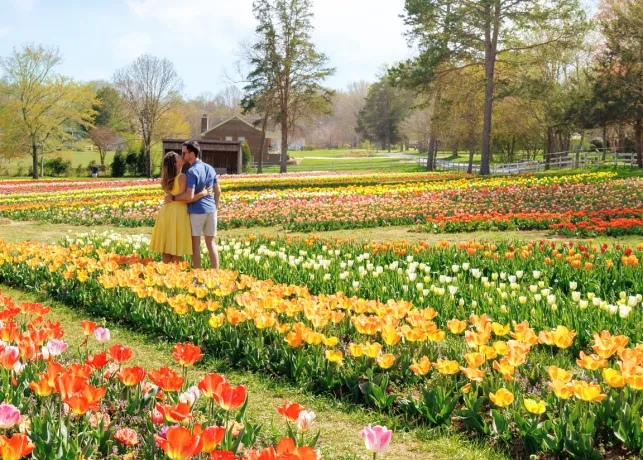 A couple kisses in a field of tulips at Dewberry Farms in Kernersville, North Carolina.