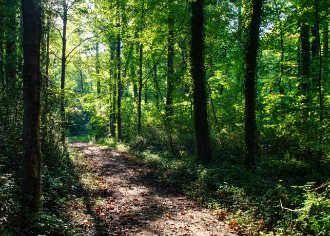 Historic Bethabara Mill Creek Trail loop