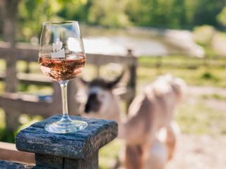 A wine glass in focus with a llama grazing in the background, on site at Divine Llama Vineyards near Winston-Salem.
