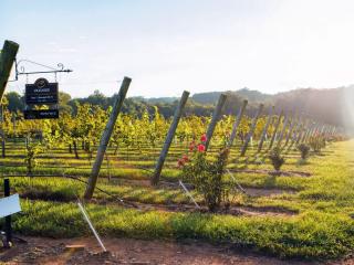 Childress Vineyards