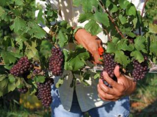 A line of grapes being hand harvested off the vine.