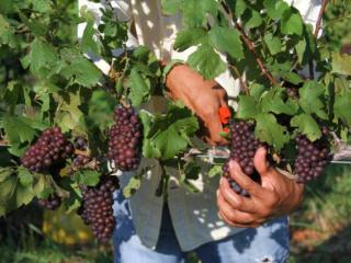 A line of grapes being hand harvested off the vine.
