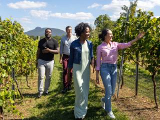 JOLO Vineyards with Pilot Mountain in distance