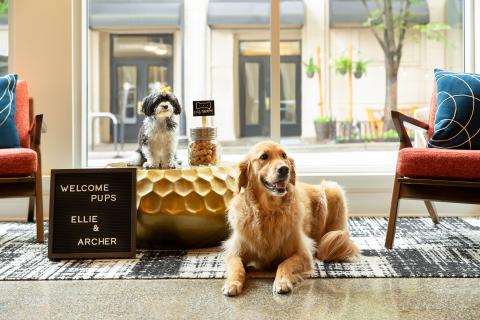 a golden retriever and a fluffy small dog wait in the lobby at the hotel indigo in Winston-Salem NC