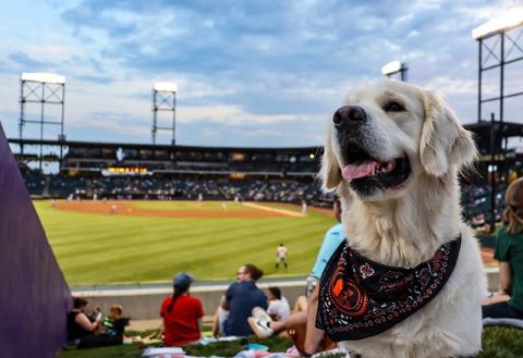 Winston-Salem Dash host Pups in the Park every Thursday at Truist Stadium