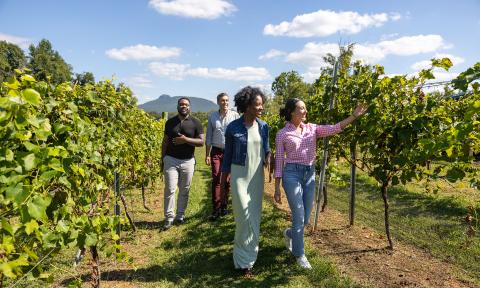 Two men and two women stroll through the vines of JOLO Vineyards, with Pilot Mountain visible in the background.