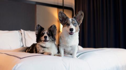 Two corgis sit on a bed in a room at the pet-friendly Kimpton Cardinal Hotel in downtown Winston-Salem.