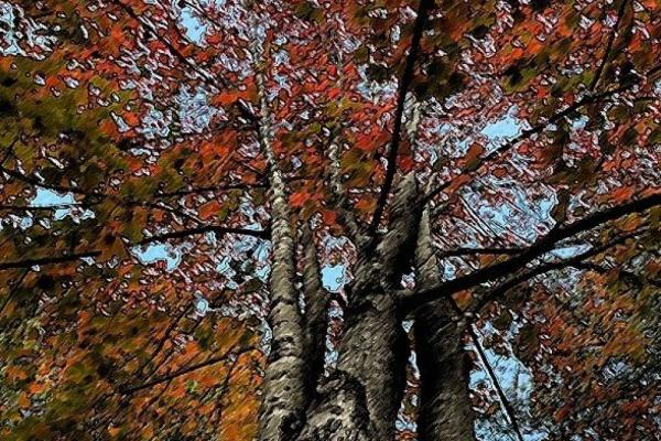 Marion Adams: “Piedmont Wildlife” And Betti Pettinati Longinotti: “Cradling the Devine: A Tree Study” Photo 4