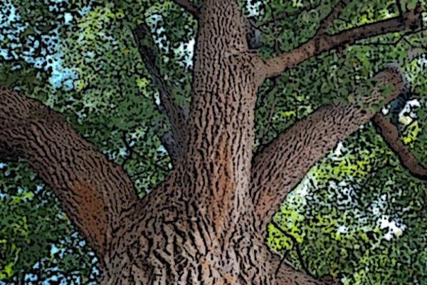 Marion Adams: “Piedmont Wildlife” And Betti Pettinati Longinotti: “Cradling the Devine: A Tree Study” Photo 5