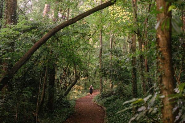 Mindfulness and the Museum: Finding Stillness in the Forest Photo