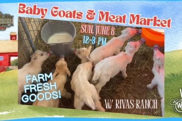 Baby Goats & Meat Markey w/ Rivas Ranch Photo
