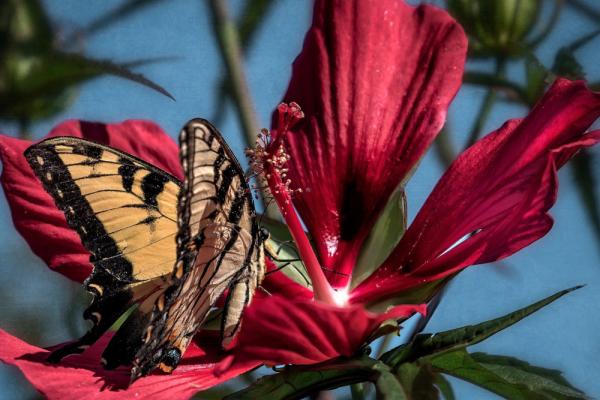 Pollinators Tour at Old Salem Museums & Gardens Photo