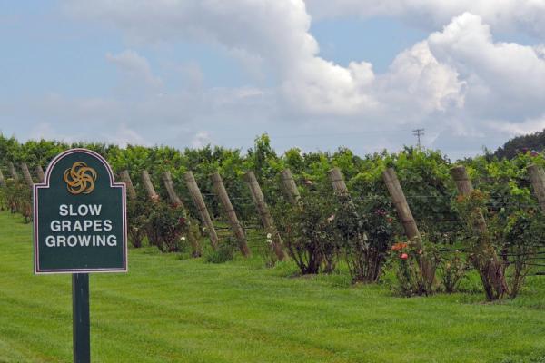 Tannat Vertical Tasting Photo
