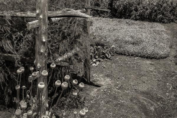 Dead, Down, Detached: The three D's of Conservation Photo