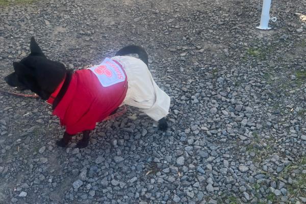 Howlin Halloween Doggie Costume Contest Photo
