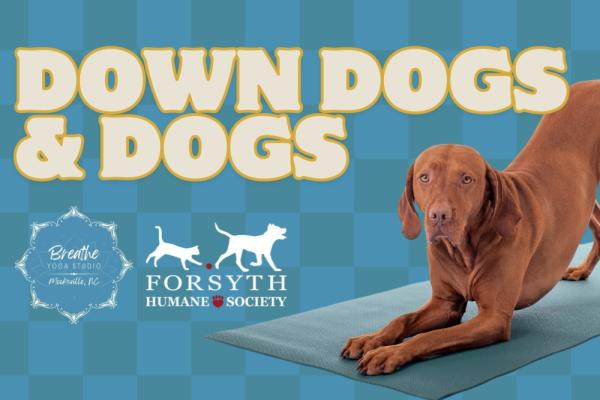 Down Dogs & Dogs Yoga Photo 5