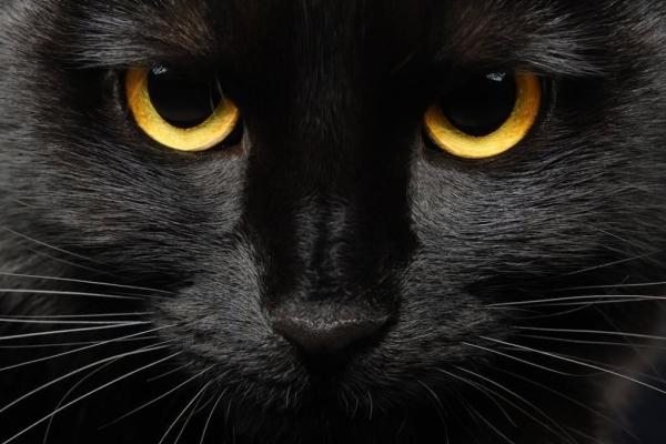 Black Cat Cabaret Live Performance! Photo