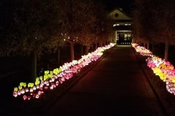 Spectacular Holiday Blooms Photo