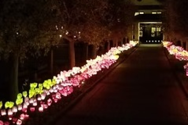 2025 Spectacular Holiday Blooms Photo