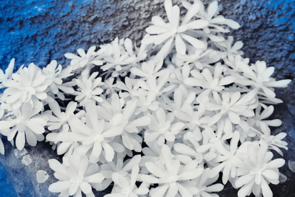 Photo by Wolfgang Hasselmann on Unsplash Photo