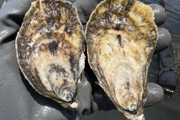 Valentine's Oyster and Roar & Pour Mimosa Festival, Photo