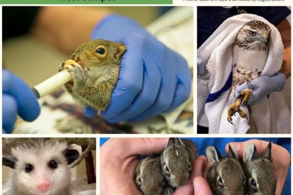 Wildlife Rehab Class Photo