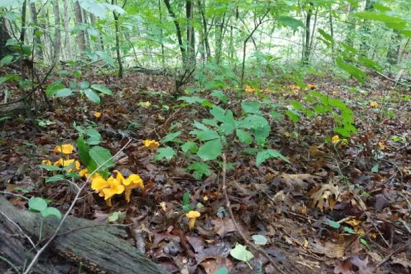 Beginner's guide to foraging Mushrooms Workshop Photo